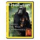 National Geographic's Among the Wild Chimpanzees