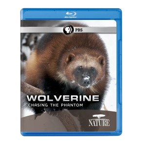 Nature: Wolverine: Chasing the Phantom [Blu-ray] Cover