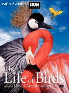 Life of Birds, The Cover