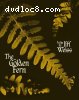 Golden Fern, The [Blu-Ray]